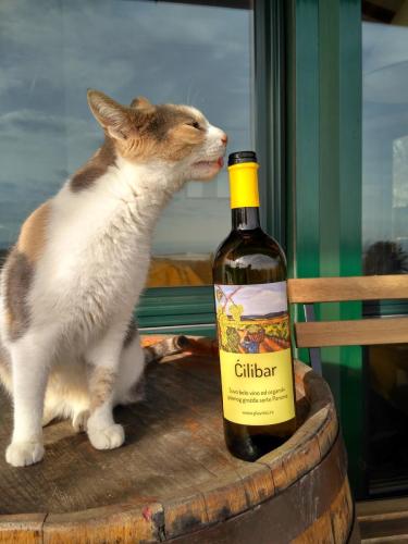 Feel like home at Plavinci organic winery Belgrade. Natural wine tasting with home-made snacks and great views