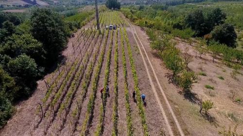 Feel like home at Plavinci organic winery Belgrade. Natural wine tasting with home-made snacks and great views
