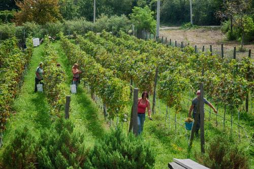 Feel like home at Plavinci organic winery Belgrade. Natural wine tasting with home-made snacks and great views