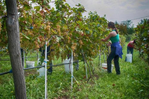 Feel like home at Plavinci organic winery Belgrade. Natural wine tasting with home-made snacks and great views