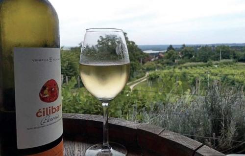 Feel like home at Plavinci organic winery Belgrade. Natural wine tasting with home-made snacks and great views