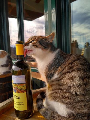 Feel like home at Plavinci organic winery Belgrade. Natural wine tasting with home-made snacks and great views