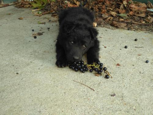 Feel like home at Plavinci organic winery Belgrade. Natural wine tasting with home-made snacks and great views