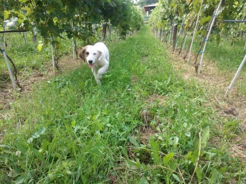 Feel like home at Plavinci organic winery Belgrade. Natural wine tasting with home-made snacks and great views