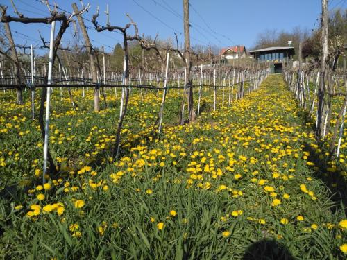 Feel like home at Plavinci organic winery Belgrade. Natural wine tasting with home-made snacks and great views