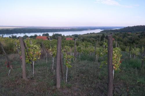 Feel like home at Plavinci organic winery Belgrade. Natural wine tasting with home-made snacks and great views