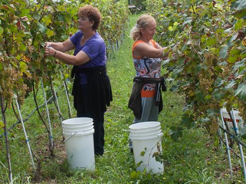 Feel like home at Plavinci organic winery Belgrade. Natural wine tasting with home-made snacks and great views